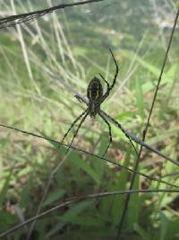 Argiope trifasciata image