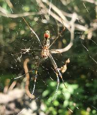 Trichonephila clavipes image