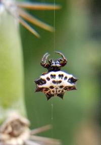 Gasteracantha cancriformis image