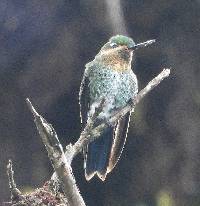 Eriocnemis vestita image