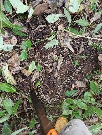 Bothrops asper image