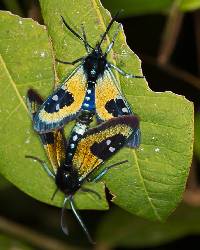 Chrysocale splendens image