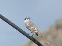 Mimus longicaudatus image