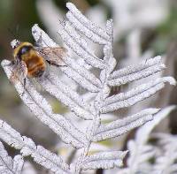 Bombus hortulanus image