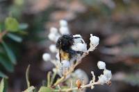 Bombus butteli image