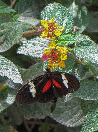 Heliconius himera image