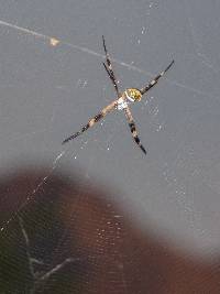 Argiope argentata image