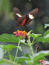 Heliconius himera image