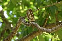 Glaucidium peruanum image