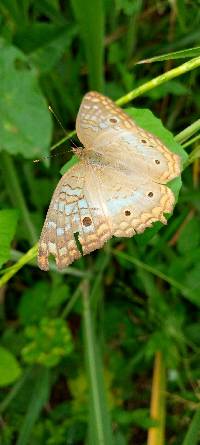 Anartia jatrophae image