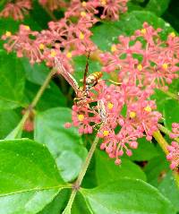 Polistes versicolor image