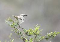 Mimus longicaudatus image