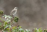 Mimus longicaudatus image