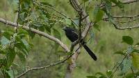 Crotophaga sulcirostris image