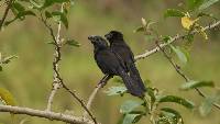 Crotophaga sulcirostris image