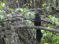 Crotophaga sulcirostris image