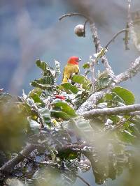 Piranga rubriceps image