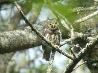 Glaucidium peruanum image