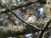 Glaucidium peruanum image