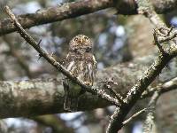 Glaucidium peruanum image