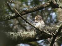 Glaucidium peruanum image