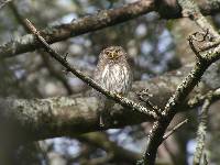 Glaucidium peruanum image