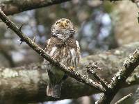 Glaucidium peruanum image