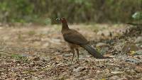 Ortalis erythroptera image