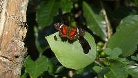 Anartia amathea image