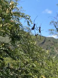 Trichonephila clavipes image