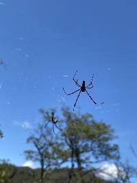 Trichonephila clavipes image