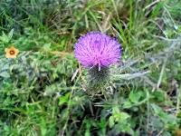 Cirsium vulgare image