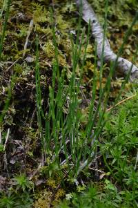 Equisetum bogotense image