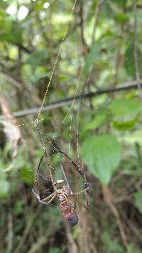 Trichonephila clavipes image