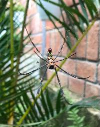 Trichonephila clavipes image