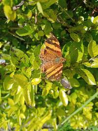 Hypanartia lethe image