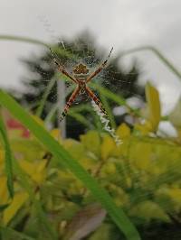 Argiope argentata image