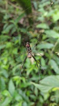 Trichonephila clavipes image