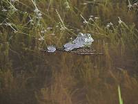 Lithobates catesbeianus image