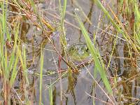 Lithobates catesbeianus image