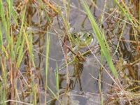 Lithobates catesbeianus image