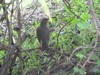 Turdus chiguanco image