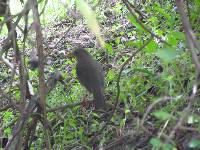 Turdus chiguanco image