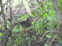 Turdus chiguanco image