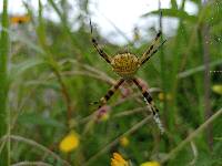 Argiope argentata image