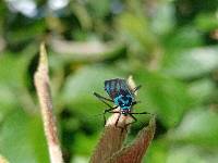 Lampsophorus ecuadoriensis image