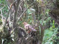 Turdus chiguanco image