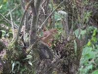 Turdus chiguanco image