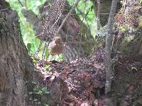 Turdus chiguanco image