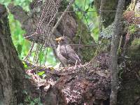 Turdus chiguanco image